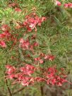 Grevillea Crosbie Morrison