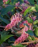 Grevillea Royal Mantle