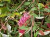 Grevillea Royal Mantle