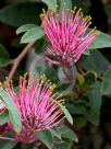 Grevillea Bush Carpet