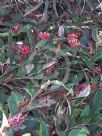 Grevillea Bush Carpet