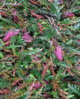 Grevillea Fanfare