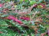 Grevillea Fanfare