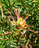 Grevillea Jubilee