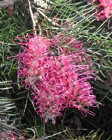 Grevillea Billy Bonkers