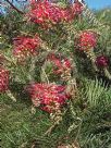 Grevillea Billy Bonkers