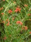 Grevillea Audrey