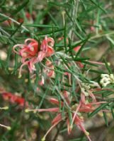 Grevillea Dargan Hill