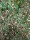 Grevillea Dargan Hill