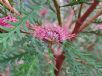 Grevillea Ivanhoe