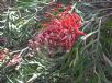 Grevillea Robyn Gordon