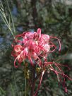 Grevillea Elegance