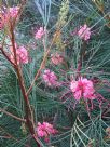 Grevillea Elegance