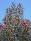 Grevillea Elegance