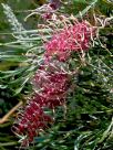 Grevillea Flamingo