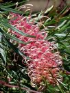 Grevillea Flamingo