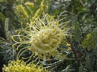 Grevillea Moonlight