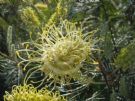 Grevillea Moonlight