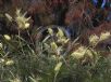 Grevillea Moonlight