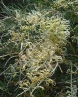 Grevillea Ivory Whip