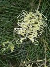 Grevillea Ivory Whip