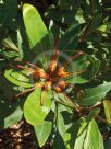 Grevillea Orange Marmalade