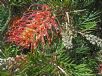 Grevillea Ned Kelly