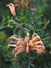 Grevillea Poorinda Queen