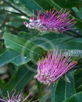 Grevillea Coastal Glow