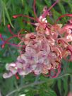 Grevillea Coconut Ice