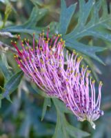 Grevillea Copper Rocket