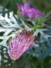 Grevillea Copper Rocket