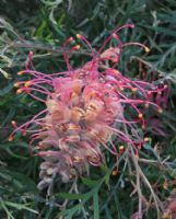 Grevillea Superb