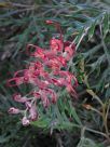 Grevillea Superb