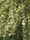 Grevillea White Wings