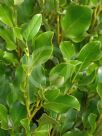 Griselinia littoralis Broadway Mint