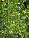 Griselinia littoralis Variegata