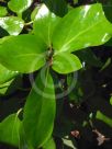 Griselinia lucida