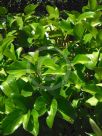 Griselinia lucida