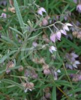 Guichenotia ledifolia