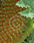 Gunnera manicata