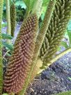 Gunnera manicata