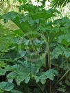 Gunnera manicata