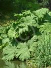 Gunnera manicata