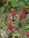 Gunnera prorepens