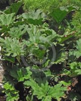 Gunnera tinctoria