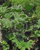 Gunnera tinctoria