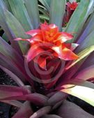 Guzmania