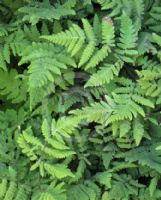 Gymnocarpium dryopteris