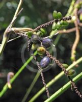 Gymnostachys anceps